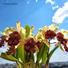 Cattleya dowiana aurea (Florália Orquídeas).1